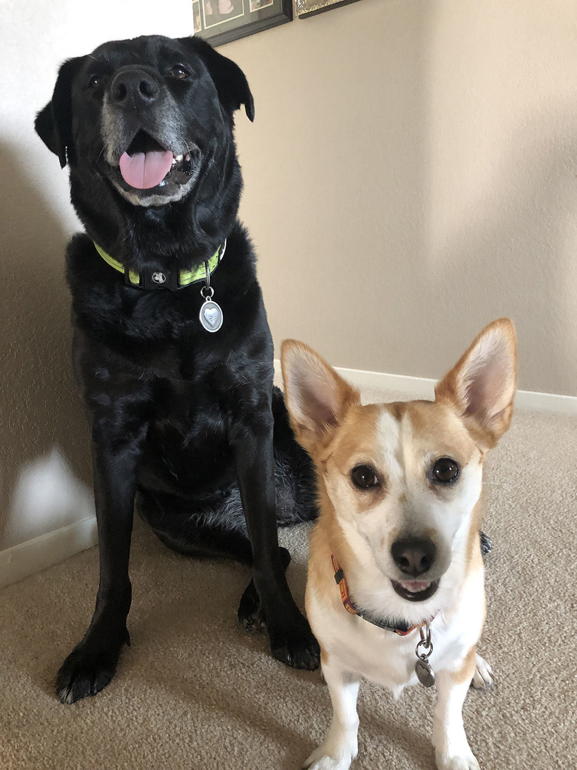 Pic of the Litter: Rosie and Charlotte